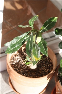 4caf9647-IMG_6352 adenium bebolinac.jpg